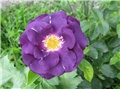 Rhapsody in blue 